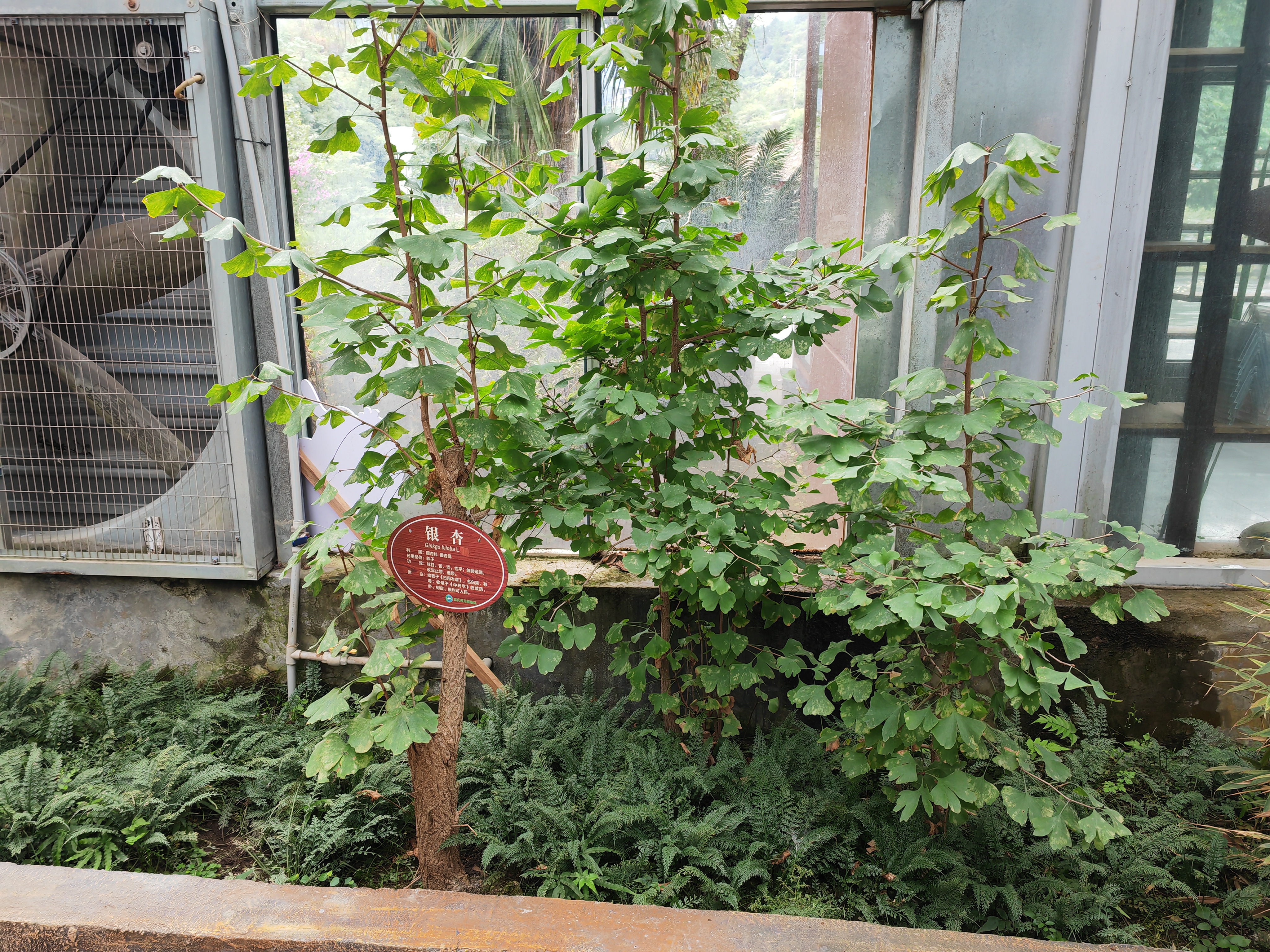 银杏植株